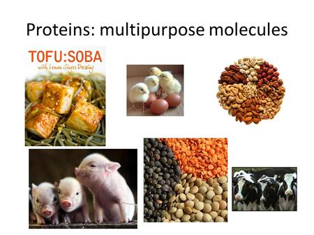 Proteins: multipurpose molecules