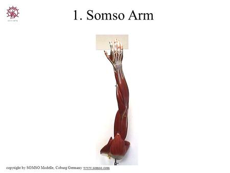 1. Somso Arm copyright by SOMSO Modelle, Coburg/Germany www.somso.com.