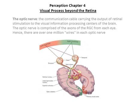 Perception Chapter 4 Visual Process beyond the Retina