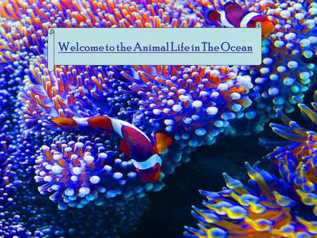 Welcome to the Animal Life in The Ocean