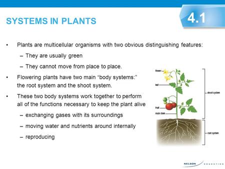 SYSTEMS IN PLANTS 4.1 Plants are multicellular organisms with two obvious distinguishing features: They are usually green They cannot move from place to.