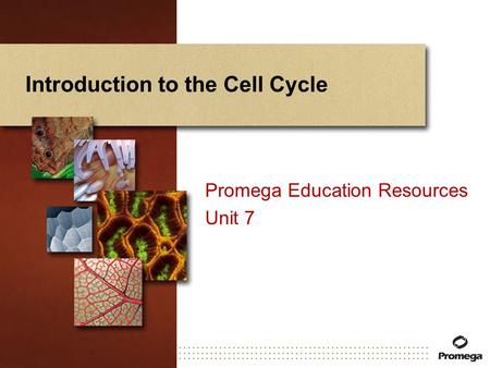 Introduction to the Cell Cycle