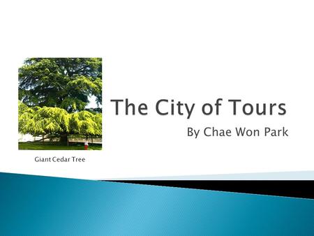 The City of Tours By Chae Won Park Giant Cedar Tree.