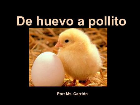 De huevo a pollito Por: Ms. Carrión. La gallina mantiene los huevos en incubación por 21 dias. Mother Hen keeps the eggs warm..