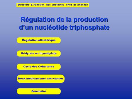 Régulation de la production dun nucléotide triphosphate Uridylate en thymidylate Cycle des Cofacteurs Deux médicaments anti-cancer Structure & Function.