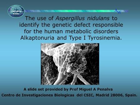 The use of Aspergillus nidulans to identify the genetic defect responsible for the human metabolic disorders Alkaptonuria and Type I Tyrosinemia. A slide.