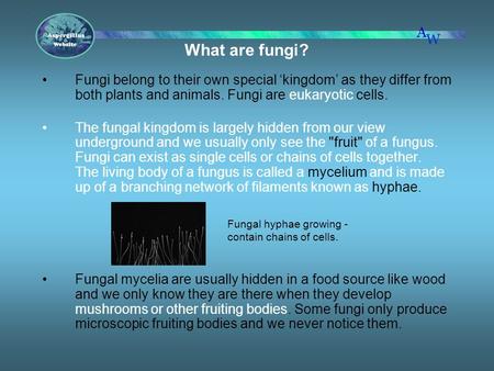 What are fungi? Fungi belong to their own special ‘kingdom’ as they differ from both plants and animals. Fungi are eukaryotic cells. The fungal kingdom.
