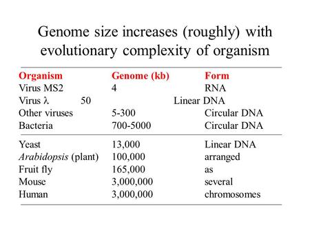 Genome size increases (roughly) with evolutionary complexity of organism OrganismGenome (kb)Form Virus MS24RNA Virus 50Linear DNA Other viruses5-300Circular.