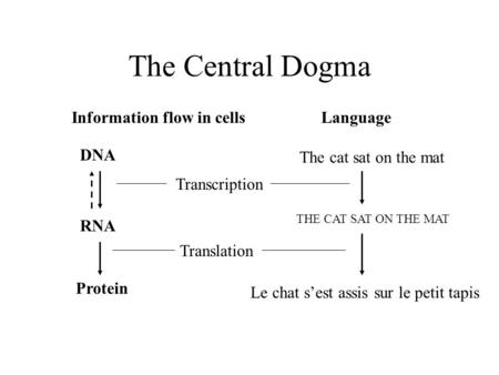 The Central Dogma Information flow in cells DNA RNA Protein Transcription Translation Language The cat sat on the mat THE CAT SAT ON THE MAT Le chat sest.
