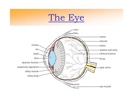 The Eye. Rods and Cones The eye is made of cells that are called Rods and Cones. Cone cells are coned shaped and Rod cells are rod shaped.