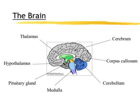 The Brain Thalamus Cerebrum Corpus callosum Hypothalamus