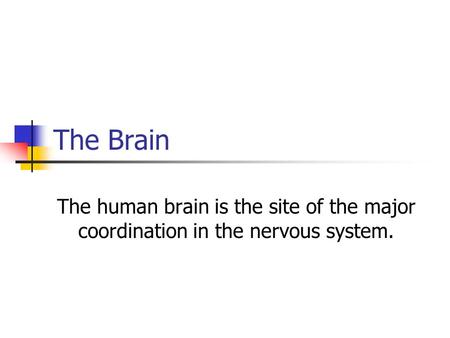 The Brain The human brain is the site of the major coordination in the nervous system.