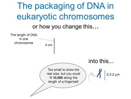 The length of DNA in one chromosome