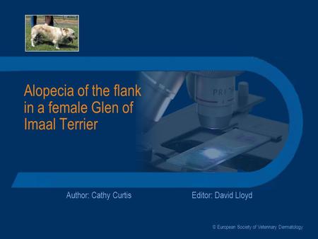 Alopecia of the flank in a female Glen of Imaal Terrier Author: Cathy CurtisEditor: David Lloyd © European Society of Veterinary Dermatology.