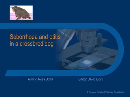 Seborrhoea and otitis in a crossbred dog Author: Ross BondEditor: David Lloyd © European Society of Veterinary Dermatology.