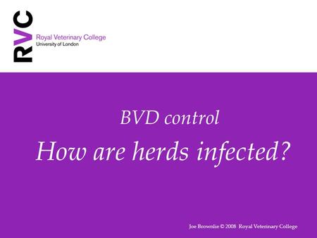 BVD control How are herds infected? Joe Brownlie © 2008 Royal Veterinary College.