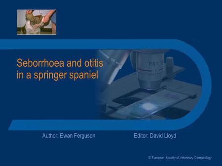 Seborrhoea and otitis in a springer spaniel Author: Ewan FergusonEditor: David Lloyd © European Society of Veterinary Dermatology.