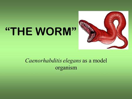 THE WORM Caenorhabditis elegans as a model organism.