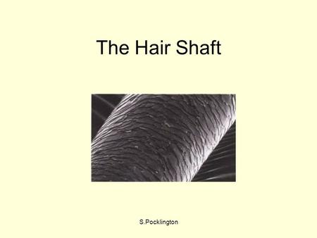 The Hair Shaft S.Pocklington.