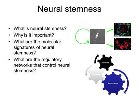 What is neural stemness? Why is it important? What are the molecular signatures of neural stemness? What are the regulatory networks that control neural.
