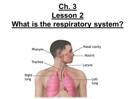 Ch. 3 Lesson 2 What is the respiratory system? respiratory system: Carries gases between outside air & blood Many parts coated w/ mucus= sticky, thick.