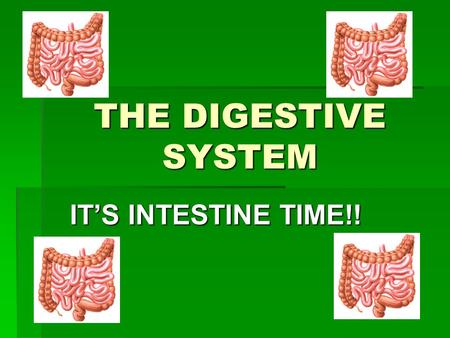 THE DIGESTIVE SYSTEM IT’S INTESTINE TIME!!.