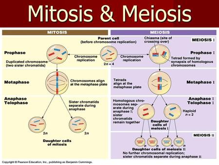 Mitosis & Meiosis. AHSGE Science Standards 6 Describe the roles of mitotic & meiotic divisions during reproduction, growth & repair of cells. 6 Describe.