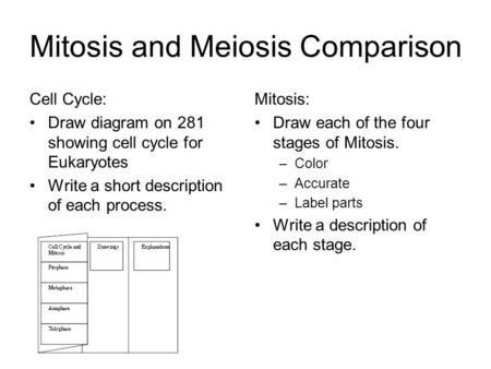 Mitosis and Meiosis Comparison