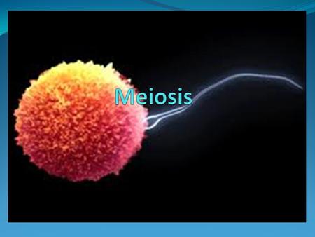 Why Do cells Go through Meiosis? Cells go through Meiosis in order to make Sex Cells Sex cells are also called Gametes Four Daughter Cells are created.