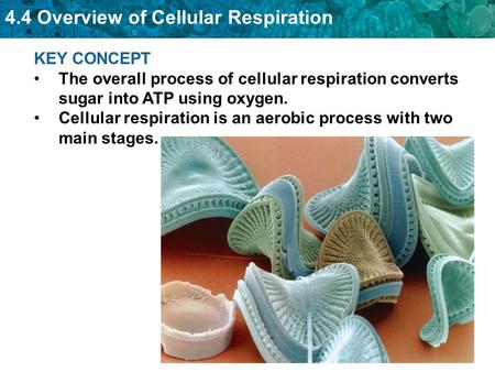 4.4 Overview of Cellular Respiration KEY CONCEPT The overall process of cellular respiration converts sugar into ATP using oxygen. Cellular respiration.