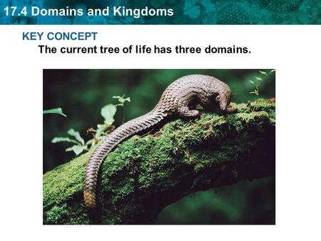 17.4 Domains and Kingdoms KEY CONCEPT The current tree of life has three domains.