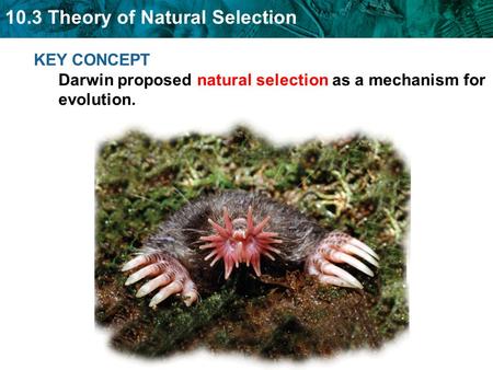 10.3 Theory of Natural Selection KEY CONCEPT Darwin proposed natural selection as a mechanism for evolution.