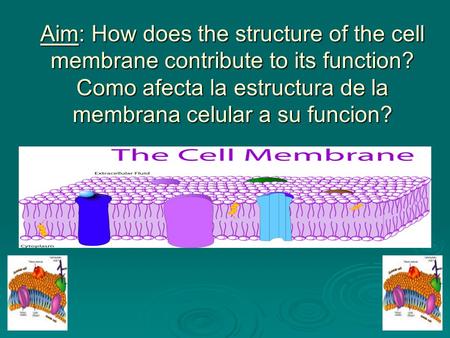 Aim: How does the structure of the cell membrane contribute to its function? Como afecta la estructura de la membrana celular a su funcion?
