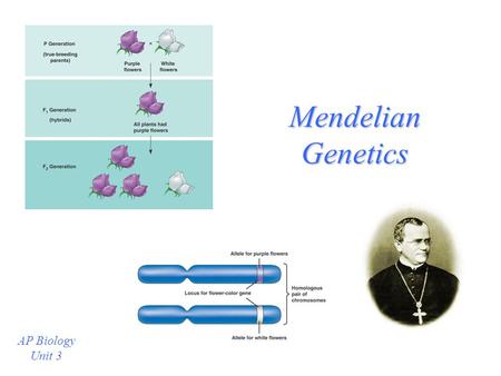 Mendelian Genetics AP Biology Unit 3 Mendel’s Experiments Crossbred Pea Plants P, F1, F2 generations.