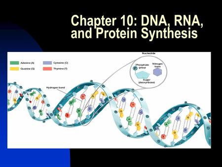 Chapter 10: DNA, RNA, and Protein Synthesis. Objectives: Analyze and investigate emerging scientific issues (e.g., genetically modified food, stem cell.