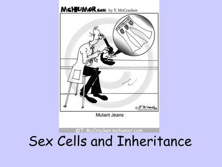 Sex Cells and Inheritance