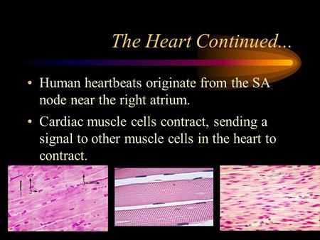 The Heart Continued... Human heartbeats originate from the SA node near the right atrium. Cardiac muscle cells contract, sending a signal to other muscle.