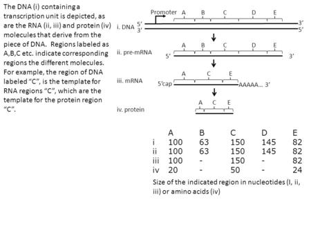 Promoter ABCDE 5’ 3’ 5’ ABCDE 3’5’ ACE AAAAA… 3’ 5’cap i. DNA ii. pre-mRNA iii. mRNA ACE iv. protein ABCDE i1006315014582 ii1006315014582 iii100-150-82.