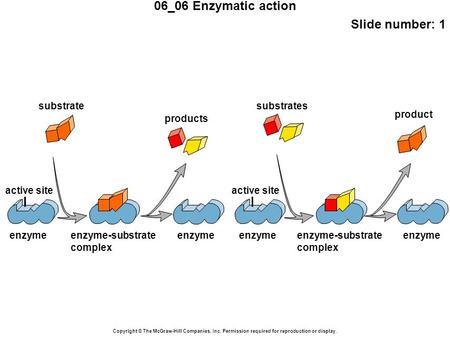 06_06 Enzymatic action Slide number: 1 Copyright © The McGraw-Hill Companies, Inc. Permission required for reproduction or display. active site enzyme.