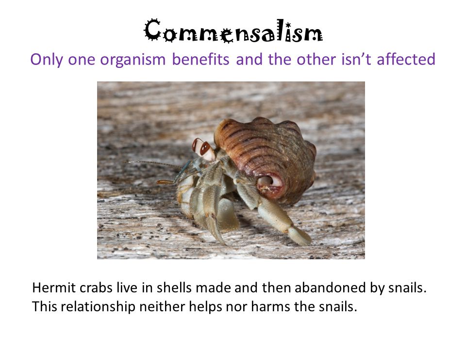 A Type Of Symbiosis Called Commensalism Evolution Natural