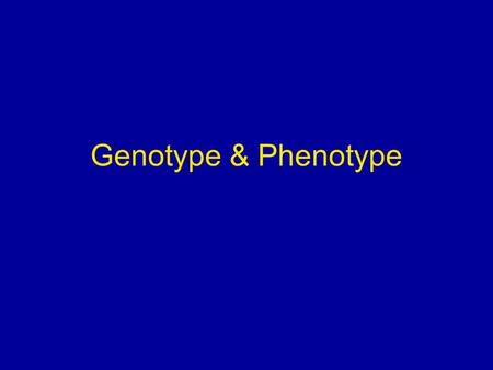 Genotype & Phenotype. PhenotypeGenotype HeterozygousHomozygous.