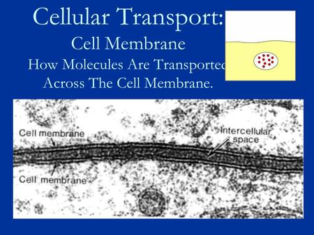 Cellular Transport: Cell Membrane How Molecules Are Transported Across The Cell Membrane.