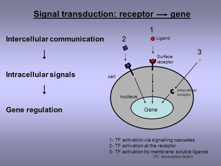 Signal transduction: receptor gene