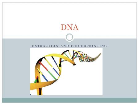 EXTRACTION AND FINGERPRINTING DNA. The Genetic Code Genes- control the production of proteins in an organisms cells. Proteins determine the traits of.