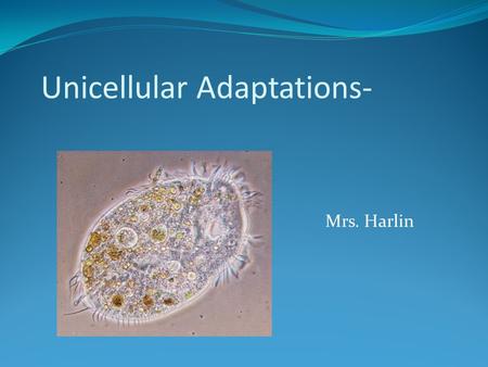 Unicellular Adaptations-