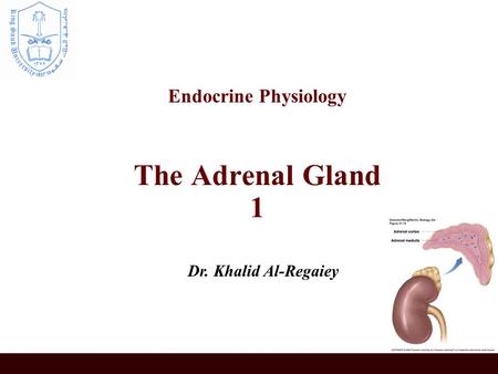 Endocrine Physiology The Adrenal Gland 1 Dr. Khalid Al-Regaiey.