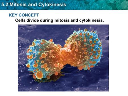 5.2 Mitosis and Cytokinesis KEY CONCEPT Cells divide during mitosis and cytokinesis.