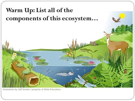 Warm Up: List all of the components of this ecosystem…