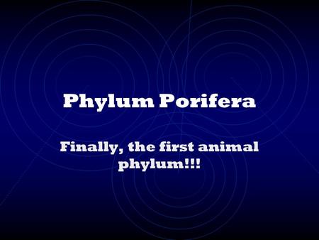 Phylum Porifera Finally, the first animal phylum!!!