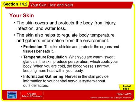 Section 14.2 Your Skin, Hair, and Nails Slide 1 of 26 The skin covers and protects the body from injury, infection, and water loss. Your Skin The skin.